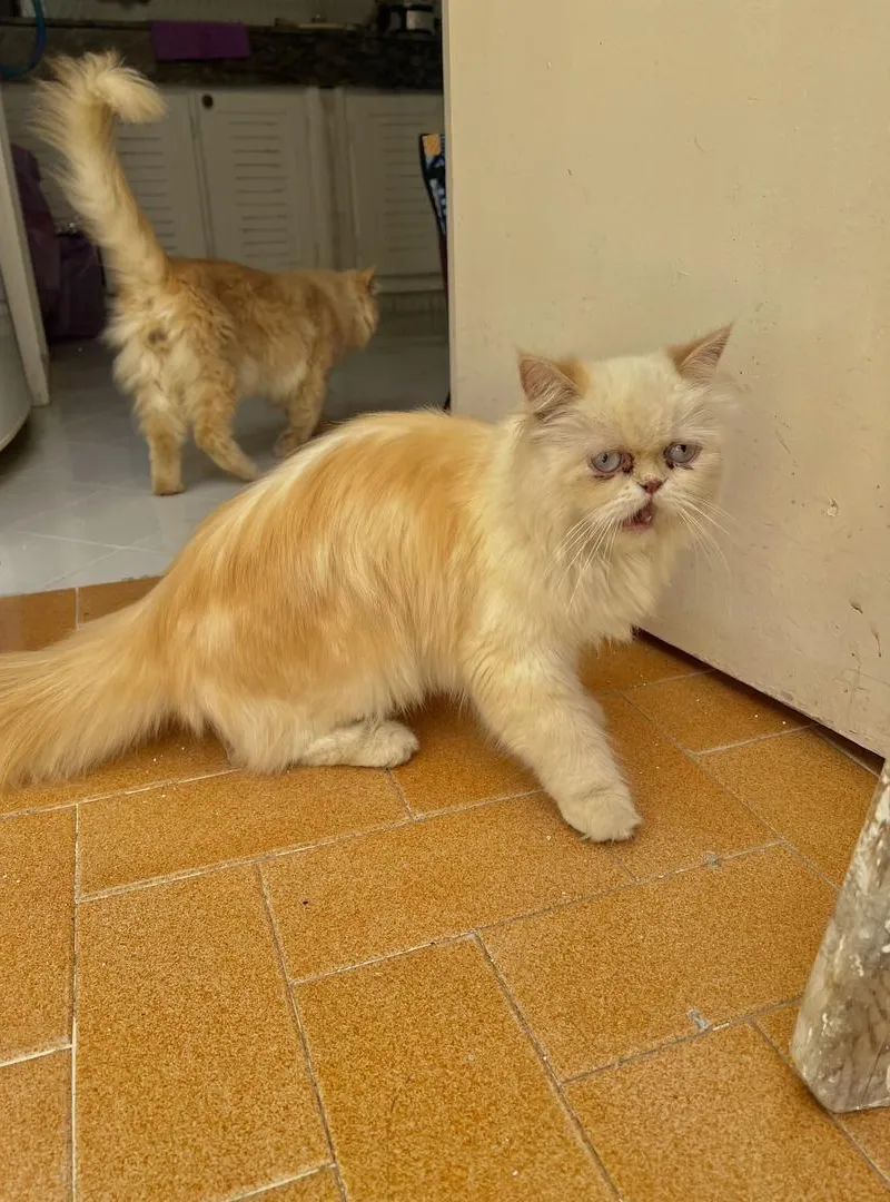 Chat persan