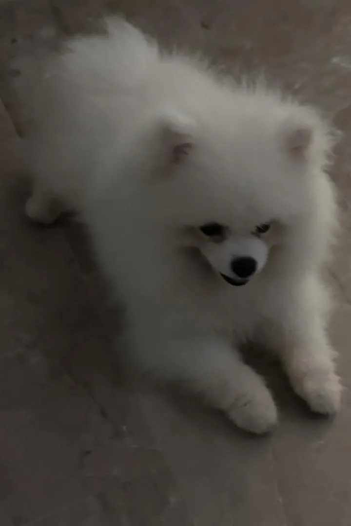 Spitz Pomeranian