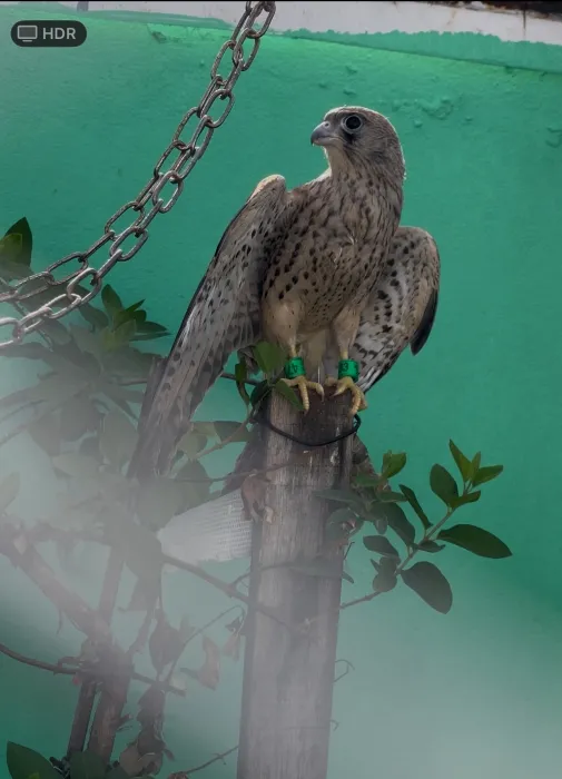 Falcon نسر للبيع