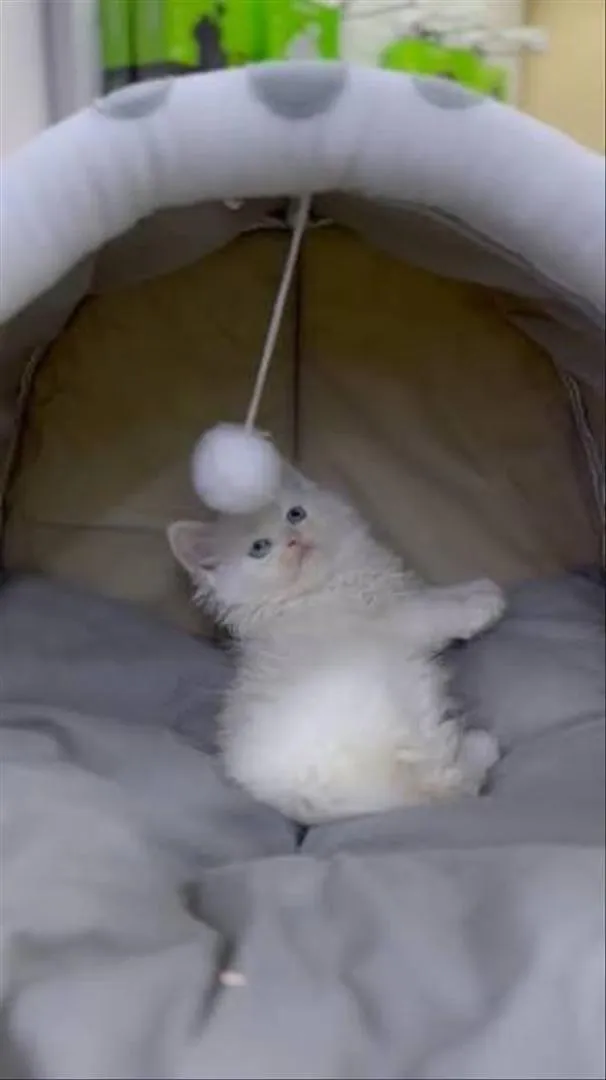 Bébé chat persan blanc poilu