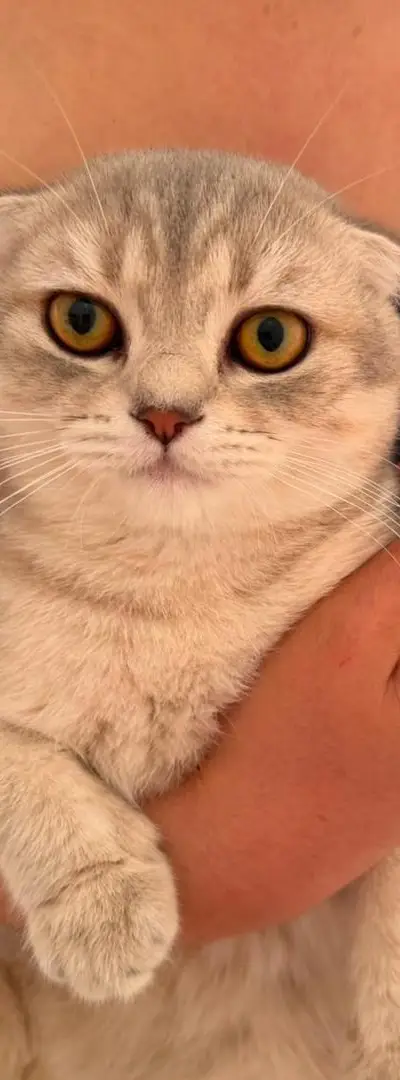 Mâles chats pour accouplement Scottish Fold et British