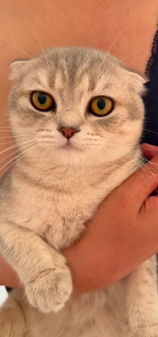 Mâles chats pour accouplement Scottish Fold et British
