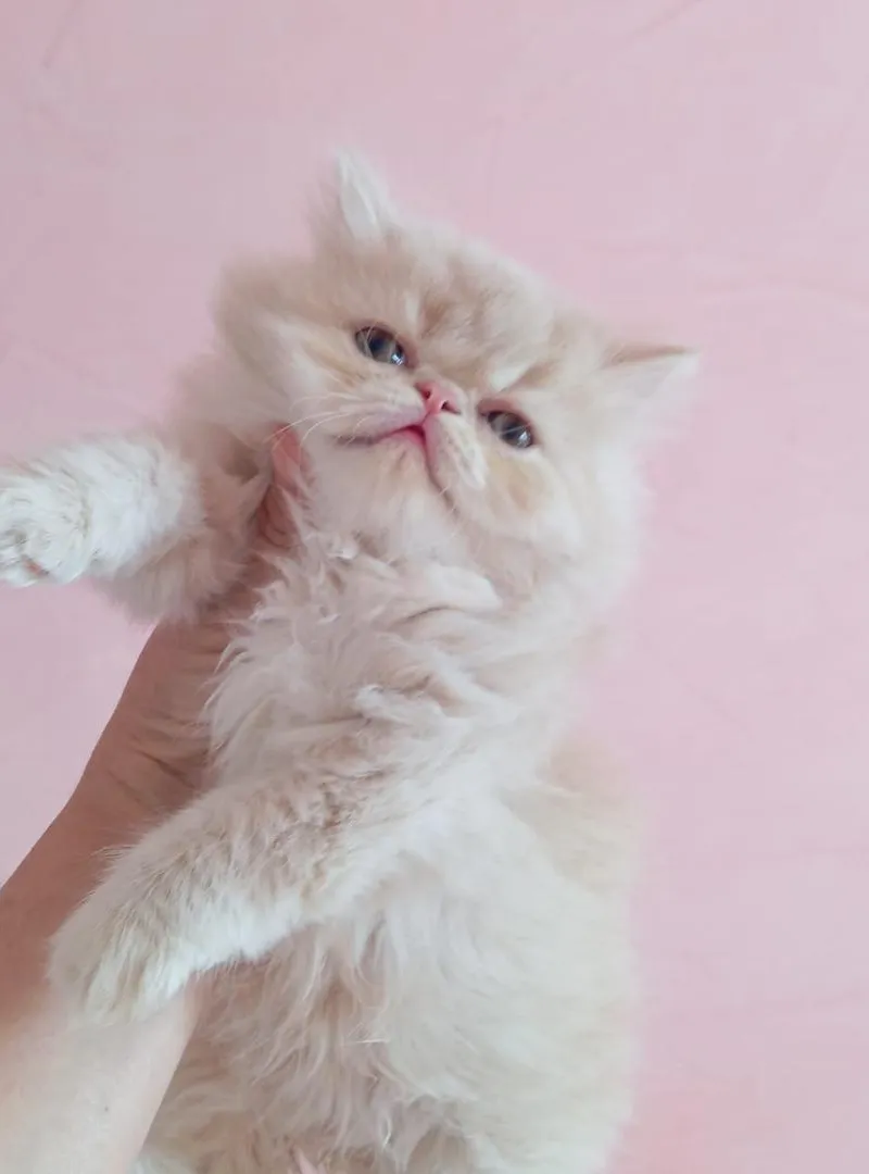 Chatons persans disponibles