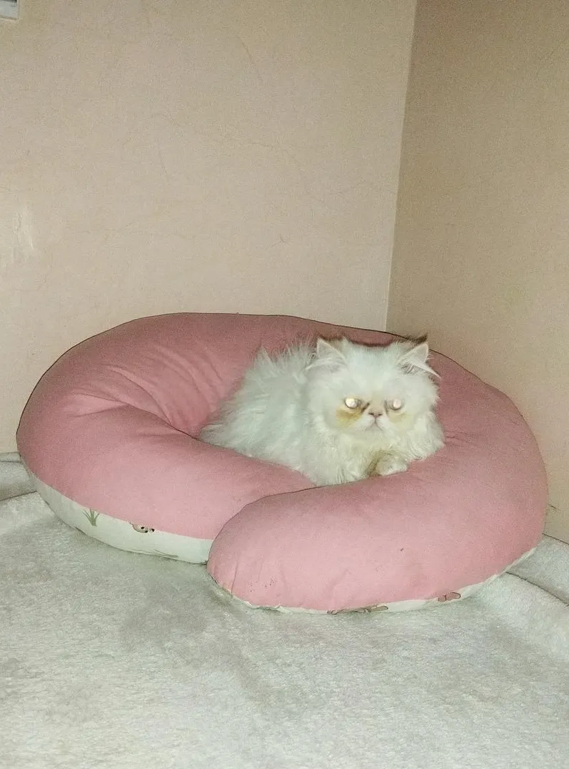 Chat persan