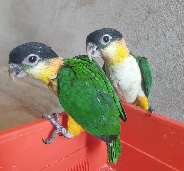 Caique Tête noire