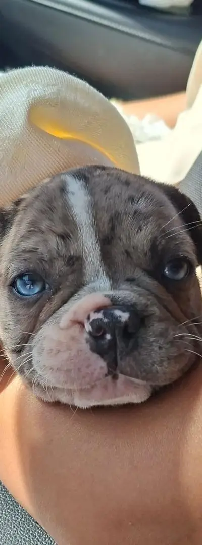 Bouledogue français