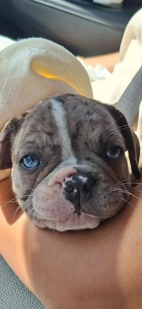 Bouledogue français