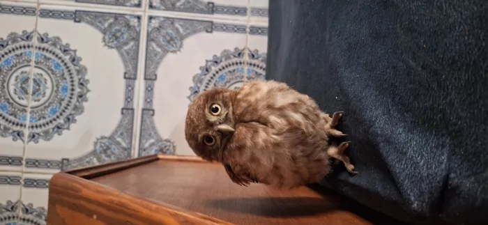 Hibou
