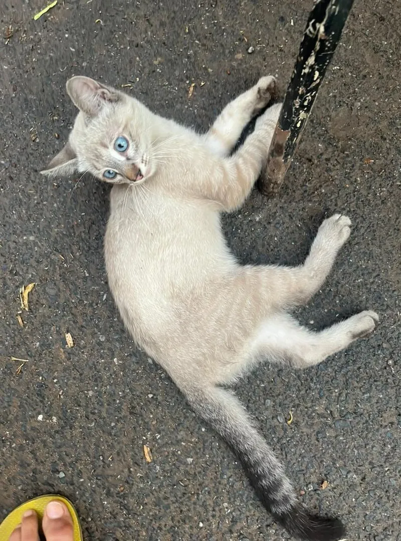 Petit chat à vendre