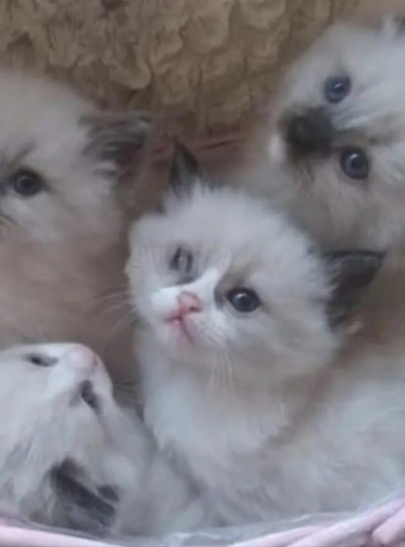 Chatons Siamois Ragdoll 2 mois