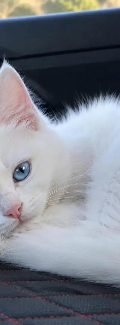 Chat affectueux, mignon et bien élevé