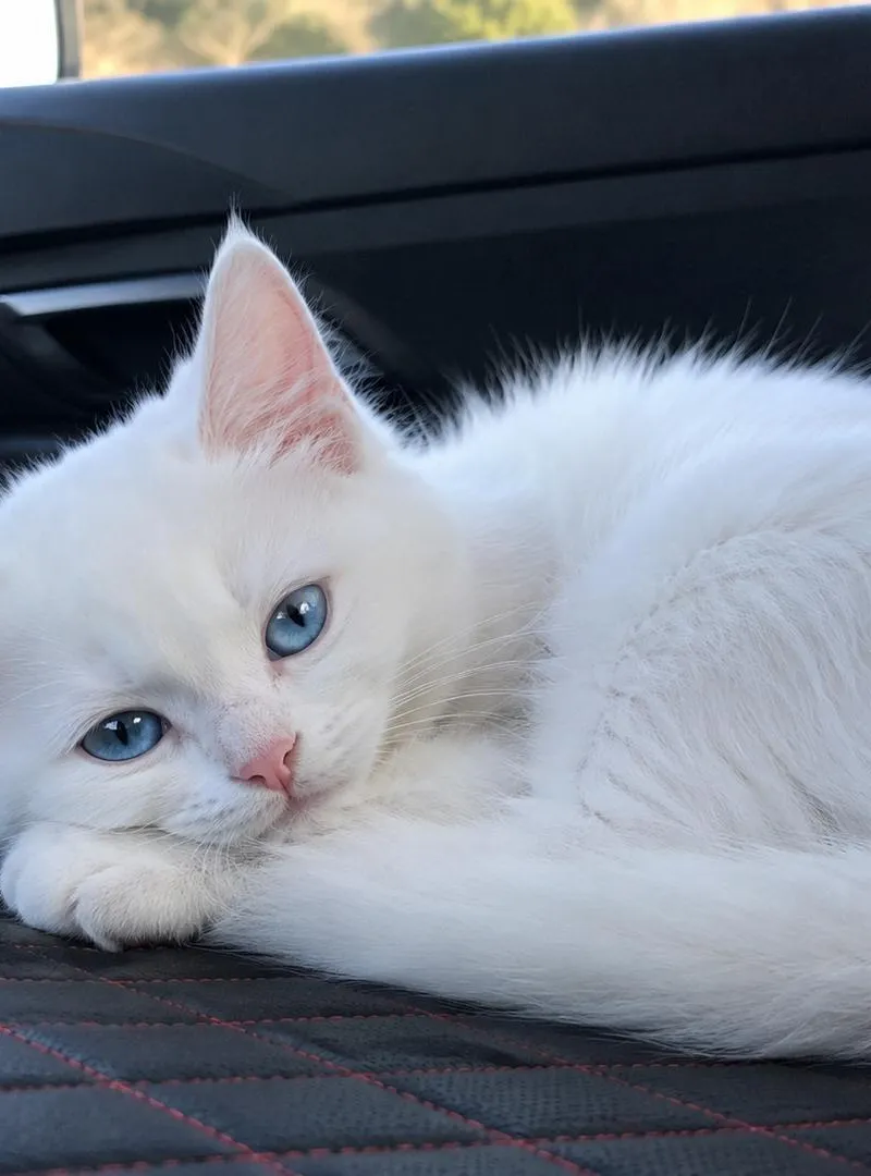 Chat affectueux, mignon et bien élevé