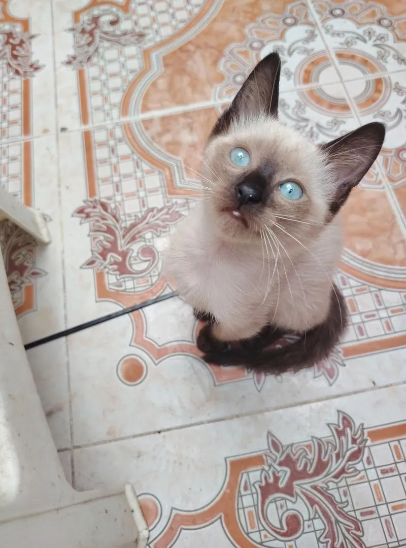 Chat Siamois à vendre