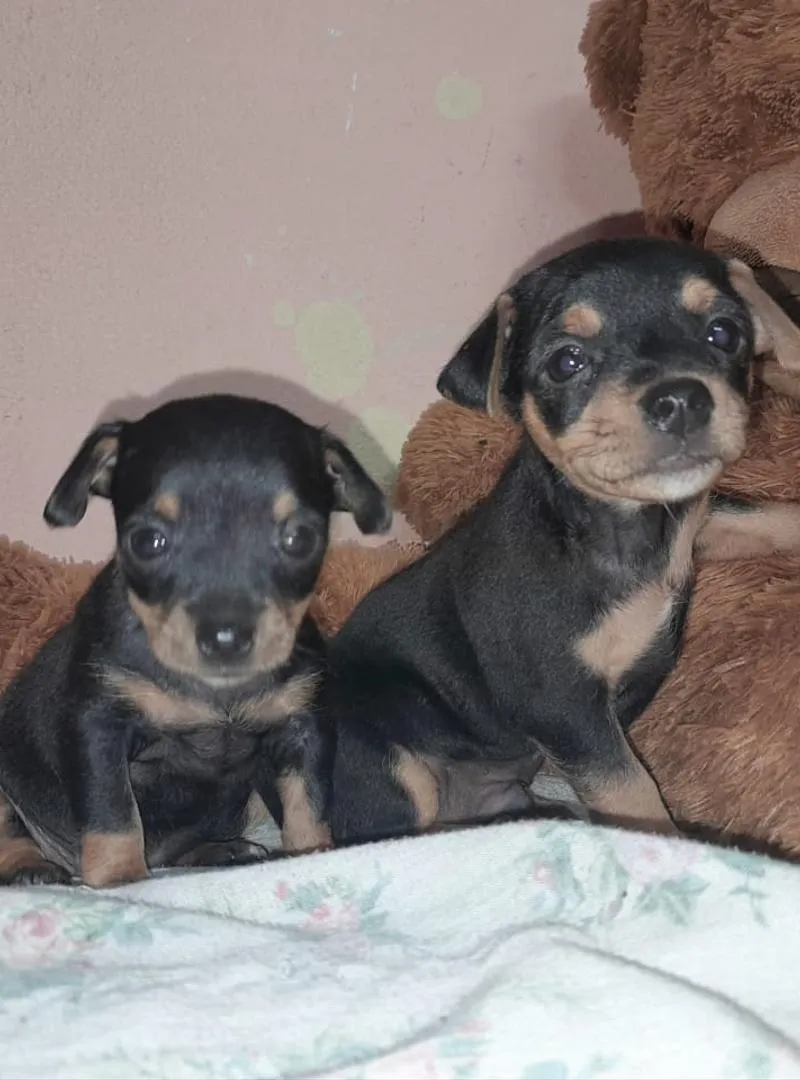 Chiots Pinscher