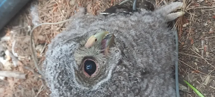 Hibou