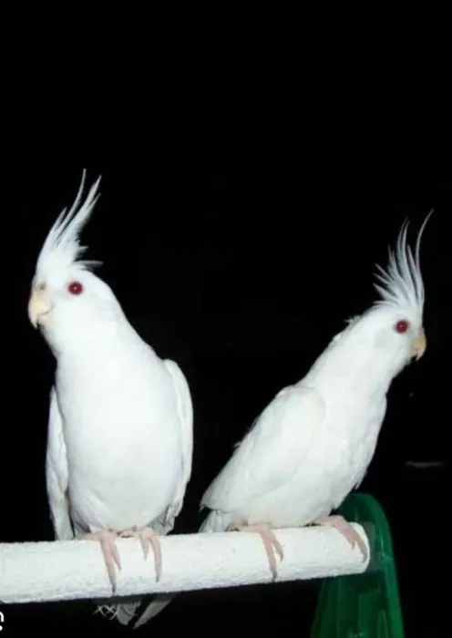 kalop7 couple