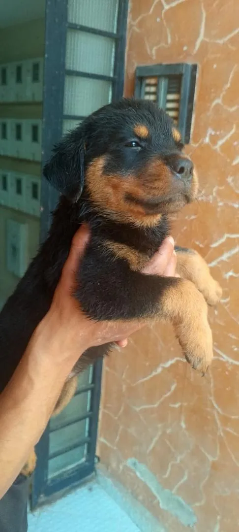 Sla Slaaji