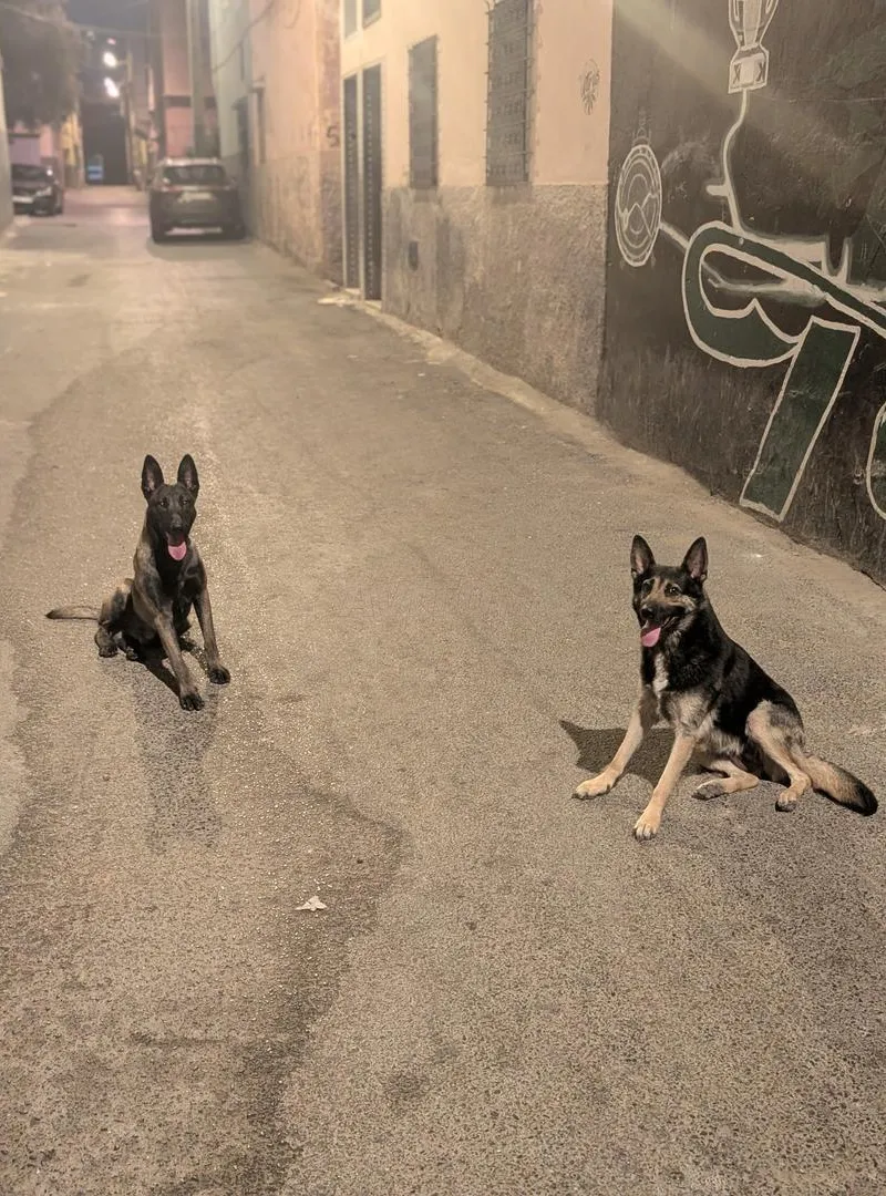 Malinois charbonné