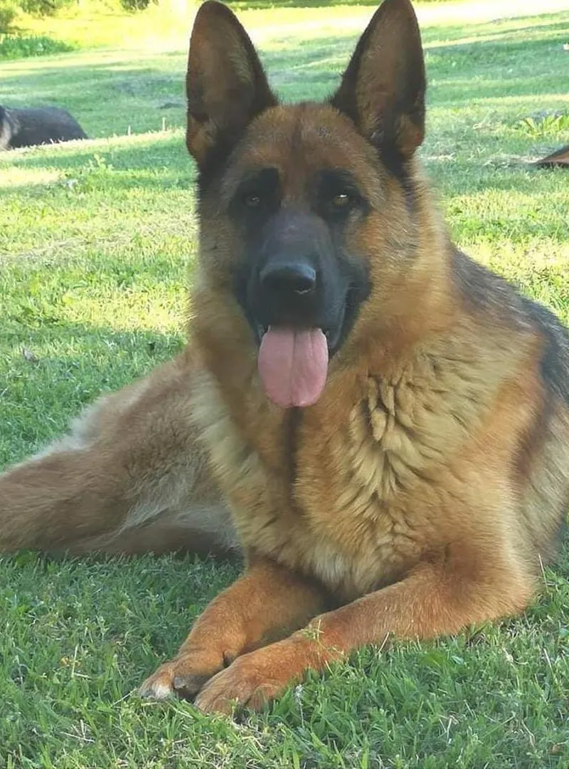 Berger Allemand cassé