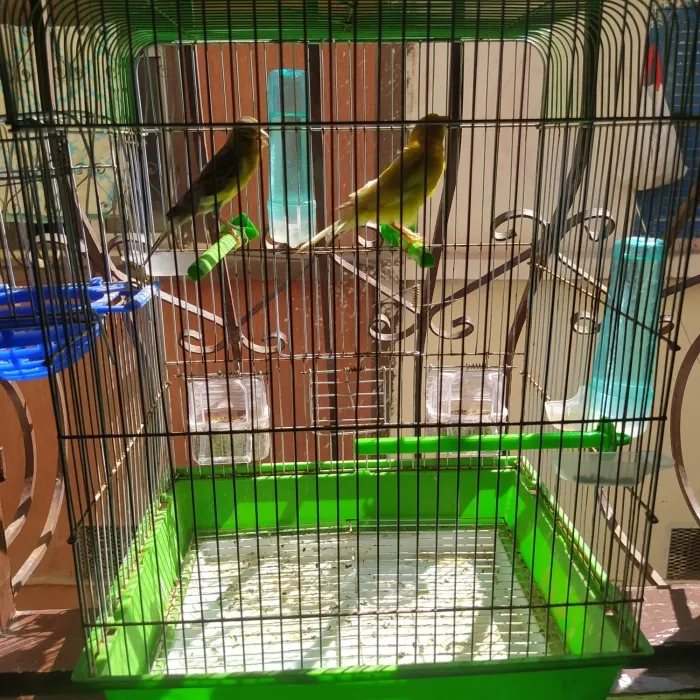 Canari Oiseau