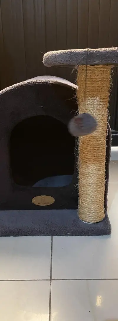 Maison pour Chat 3-en-1