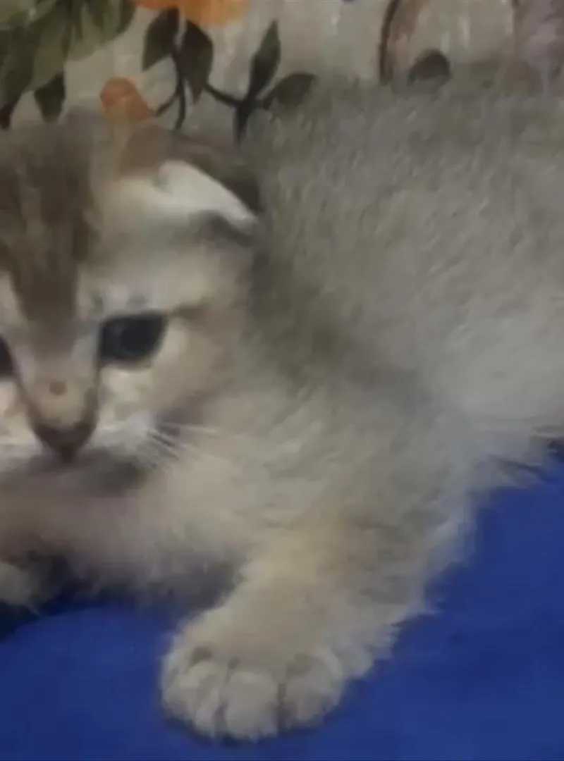Scottish Fold