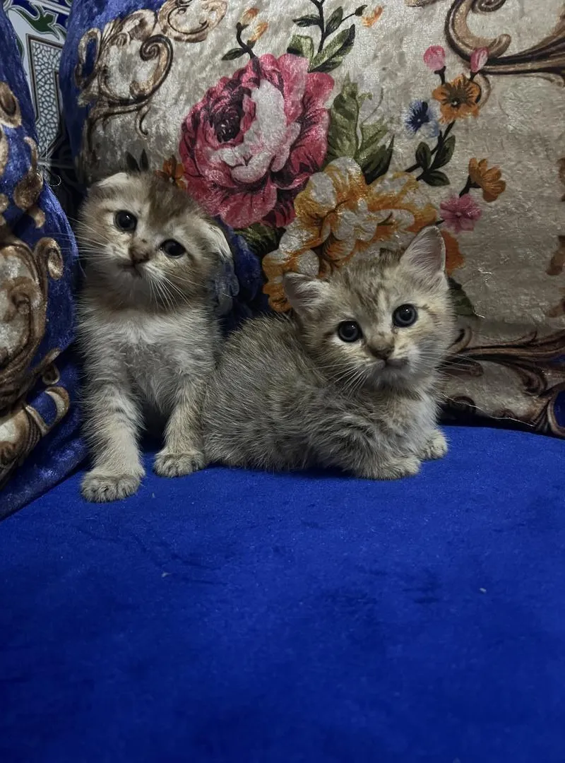 Scottish Fold