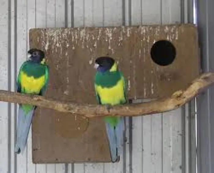 Barnarduis ou 28 parrots ou rinh لينكولين