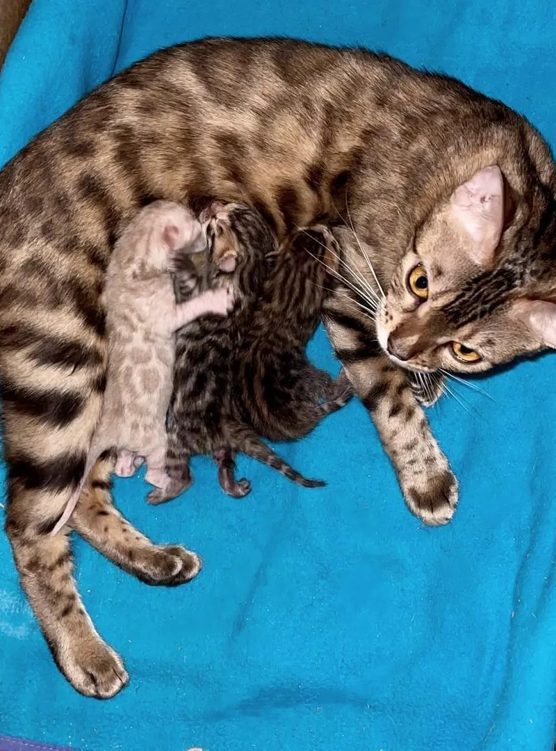 Chat Bengal