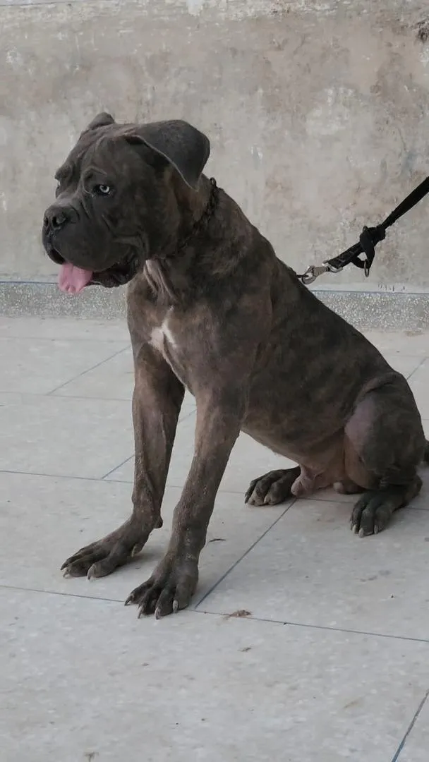Canicorso