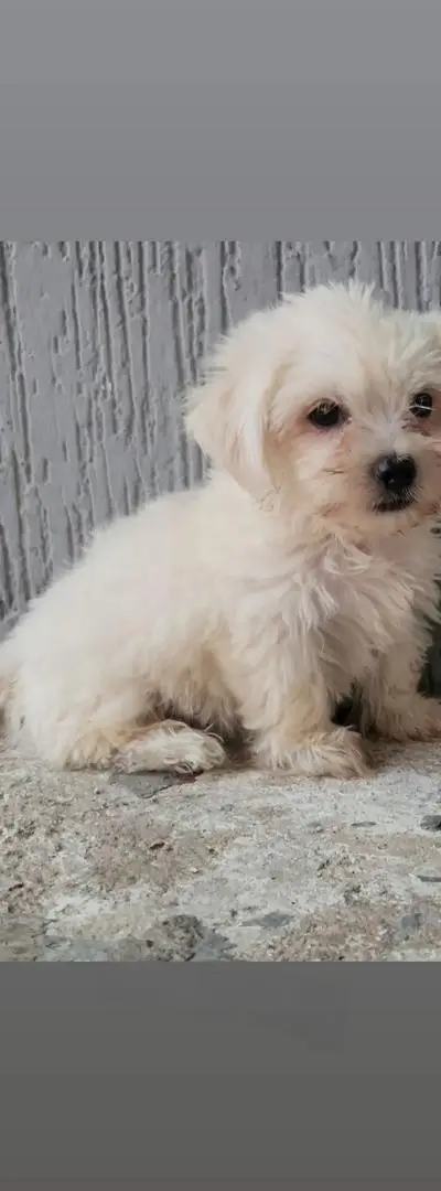 Mâle Bichon Maltais
