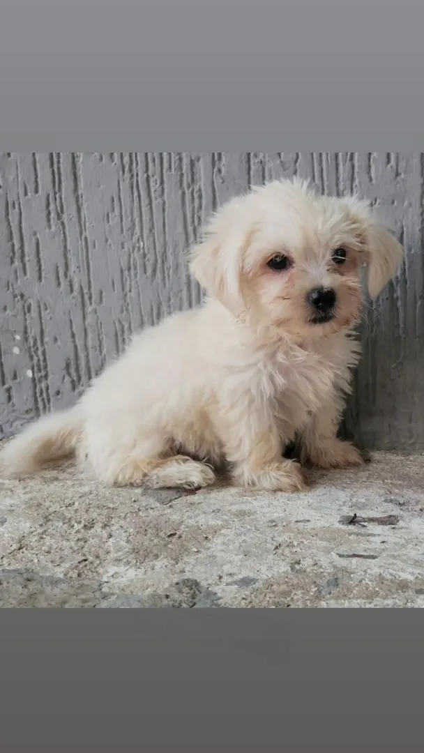 Mâle Bichon Maltais