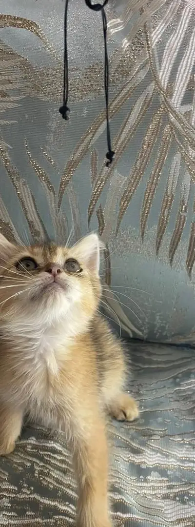 Femelle British Shorthair