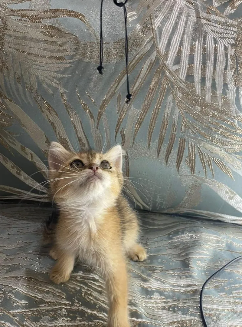 Femelle British Shorthair