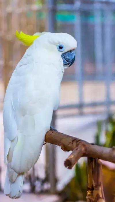 perroquet cacatoés