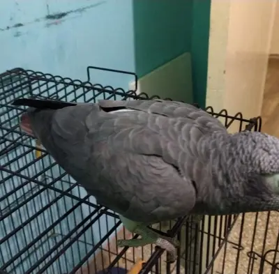 grey parrot timneh (gabon subspecie) with cage