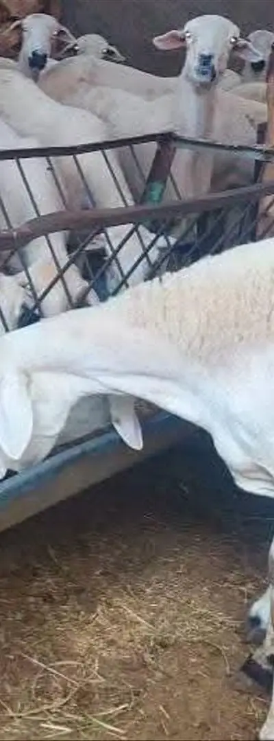 Mouton Sardi excellent, plein de pis