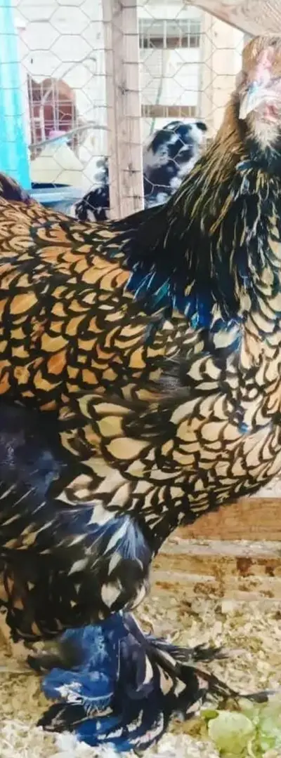 Oeufs pour éclosion Brahma Sprite