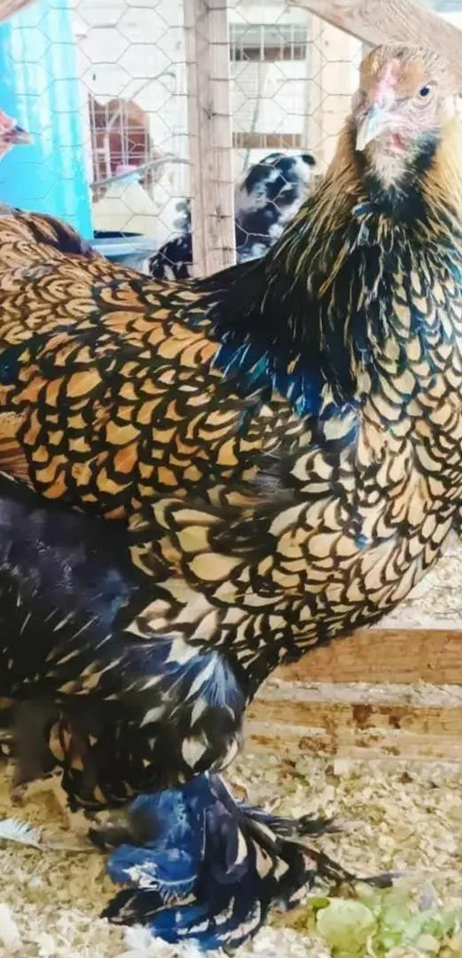 Oeufs pour éclosion Brahma Sprite