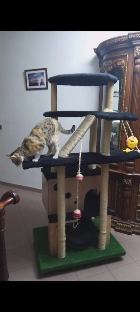 Arbre à Chat - Le Paradis de Votre Félin