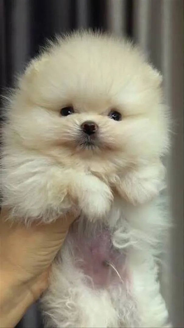 Spitz nain