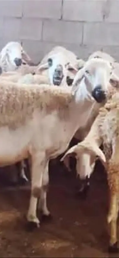 Bon mouton Sardi