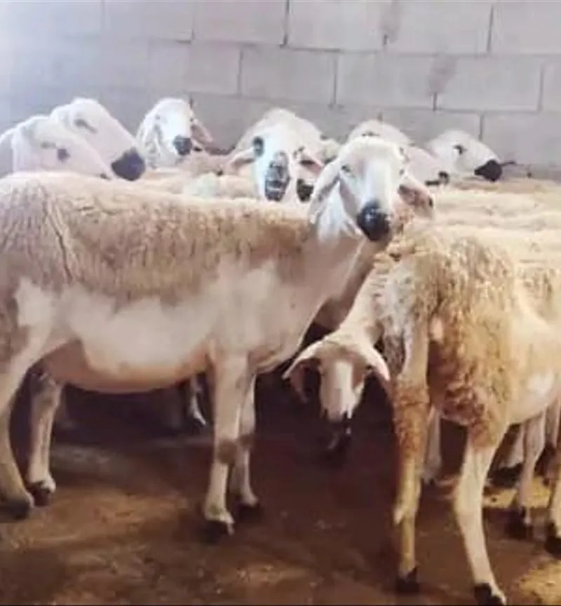 Bon mouton Sardi