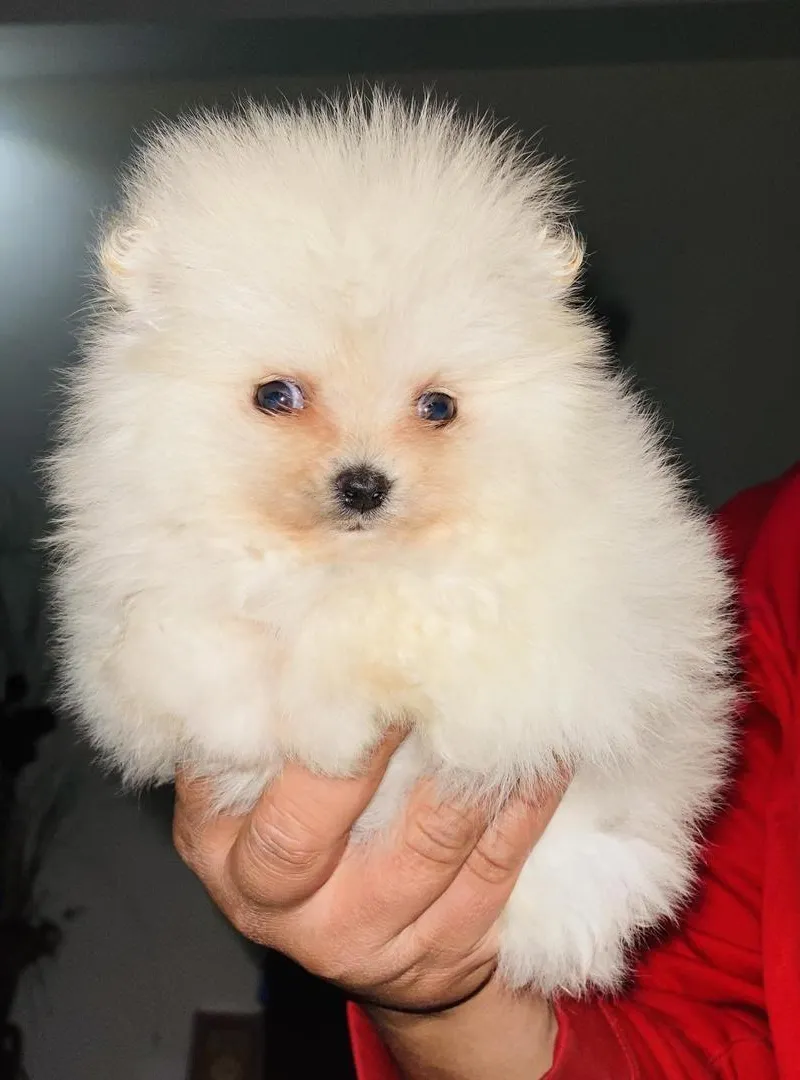 Chiot spitz pomeranien