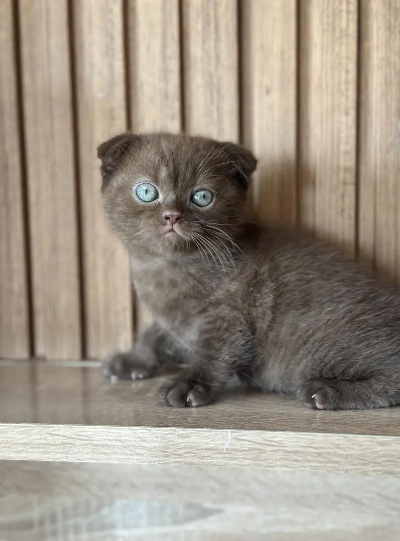 Scottish Fold Chocolat