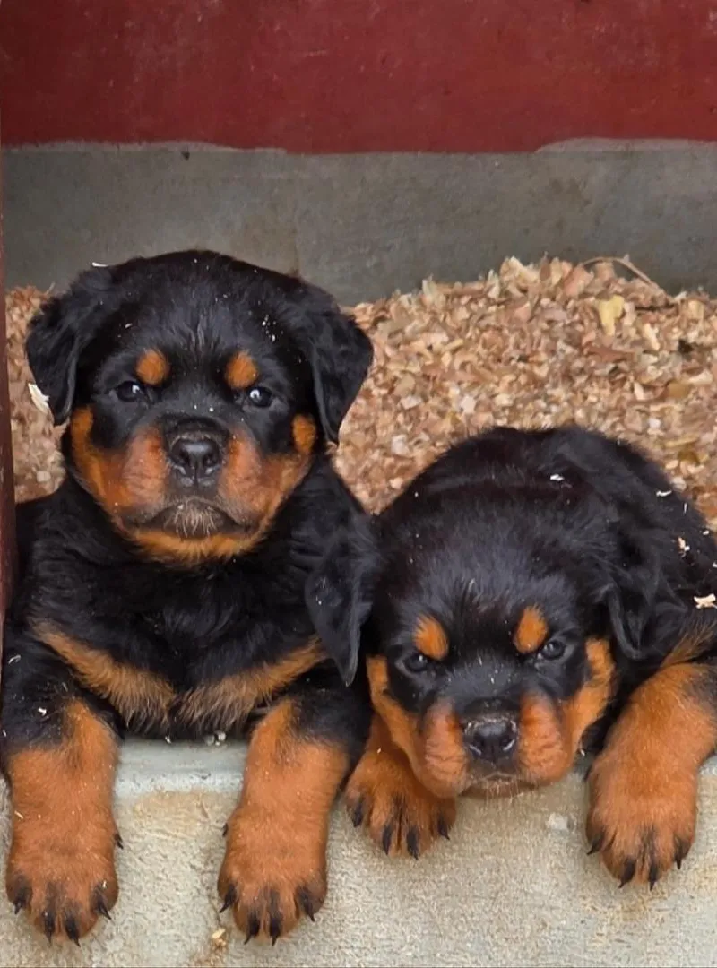 Chiots Rottweiler excellent pedigree