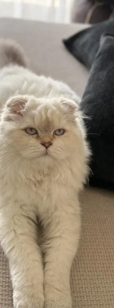 Chat Scottish fold maman et fils