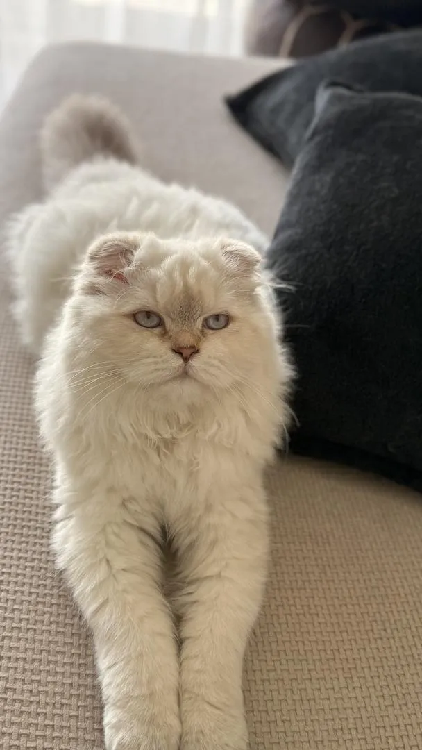 Chat Scottish fold maman et fils