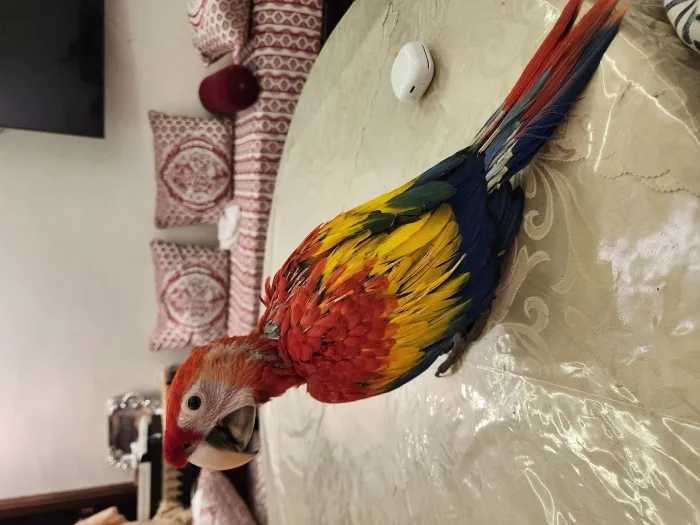Perroquet ara macoa scalete