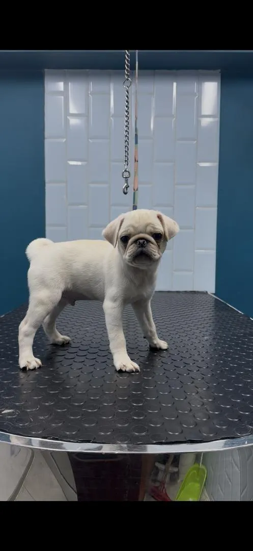 Carlin pugg exotic